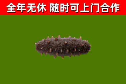 镇江市回收海参干